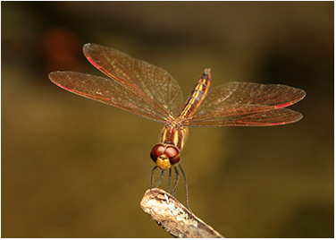 Perthemis domitia mâle